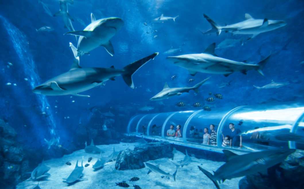 S.E.A. Aquarium